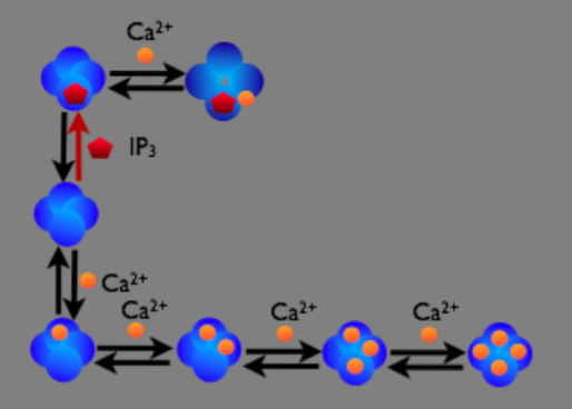 The IP3 receptor kinetic scheme