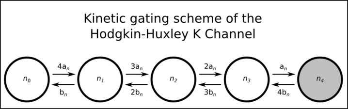 Hodgkin-Huxley potassium channel