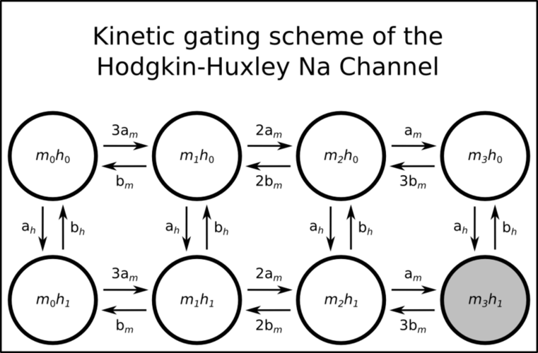 Hodgkin-Huxley sodium channel