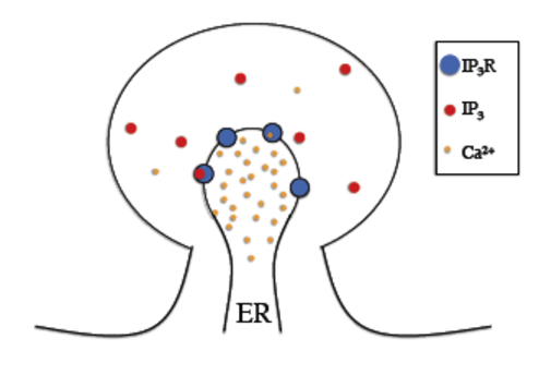 The IP3 receptor model