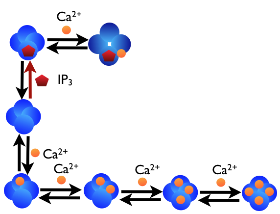 The IP3 receptor kinetic scheme